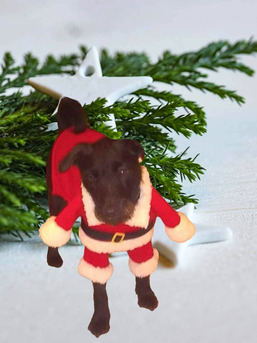 Hope is registered to the contest to win money with this photo: carmine, christmas, christmas_decoration, conifer, costume_hat, dog_supply, event, evergreen, fawn, fictional_character, fur, holiday, holiday_ornament, plant, sky, stuffed_toy, toy, wing, winter, working_animal