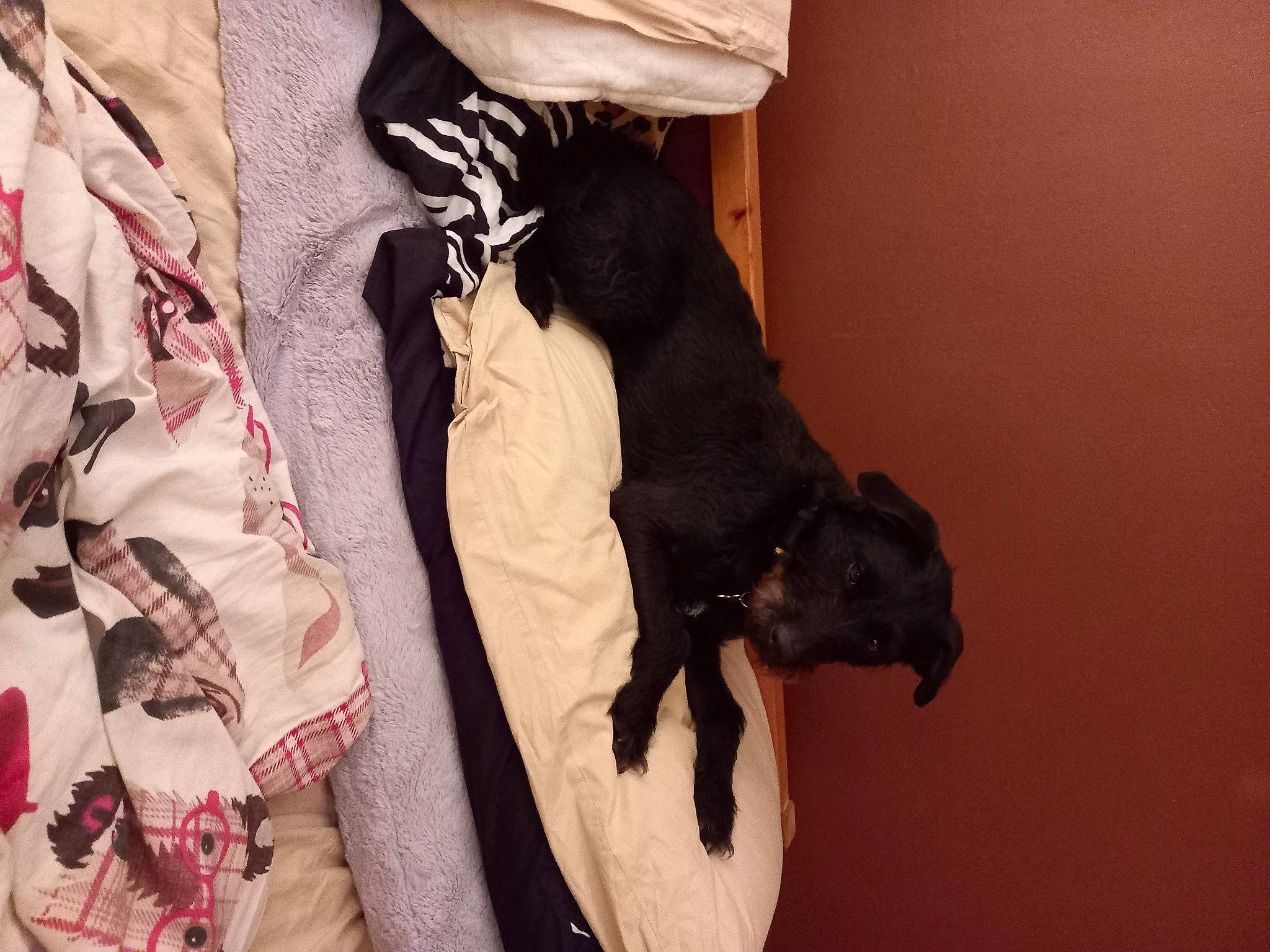 Hope is registered to the contest to win money with this photo: canidae, carmine, carnivore, collar, companion_dog, dog, dog_breed, dress_shirt, fawn, felidae, fur, guard_dog, linens, pattern, sleeve, small_to_medium_sized_cats, sporting_group, tail, whiskers, working_animal