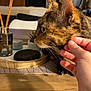 Thémis participe au concours pour gagner de l'argent avec cette photo : cat, tortoiseshell_cat, pet, human_hand, table, wooden_table, coaster, candle, succulent_plant, whiskers, ear, closeup, indoor, living_room, television, sofa, decor, scratching, portrait, cozy