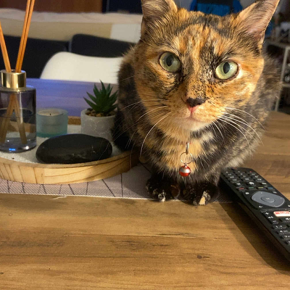 Thémis a rejoint le concours — aidez-le/la à gagner de superbes lots ! bell, cat, chair, close_up, collar, curious, diffuser, furniture, green_eyes, home_decor, indoor, living_room, pet, remote_control, succulent, television, tortoiseshell_cat, tray, whiskers, wooden_table
