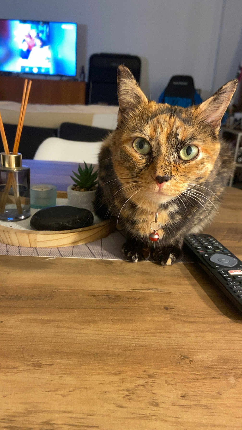 Thémis a rejoint le concours — aidez-le/la à gagner de superbes lots ! cat, tortoiseshell_cat, pet, wooden_table, remote_control, succulent, diffuser, tray, living_room, television, chair, collar, bell, whiskers, green_eyes, close_up, indoor, home_decor, curious, furniture