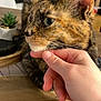cat, tortoiseshell_cat, close_up, pet, hand, chin_rub, indoor, succulent, table, wood_table, living_room, whiskers, ear, portrait, cozy, feline, domestic_cat, plant, blurred_background, human_hand