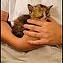 Thémis participe au concours pour gagner de l'argent avec cette photo : kitten, cat, sleeping, hand, human_arm, white_tshirt, necklace, holding, closeup, pet, fur, cozy, indoor, lap, portrait, small_animal, resting, cute, newborn_kitten, relaxation