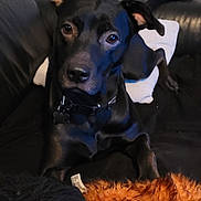 Telshka participe au concours pour gagner de l'argent avec cette photo : alert, animal, black_dog, closeup, collar, companion, couch, dog, domestic_animal, ears, fur, furry_toy, indoor, laying_down, living_room, looking, nose, pet, pillow, toy