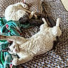 Butter And Biscuit is registered to the contest to win money with this photo: cat, cats, bed, blanket, pillow, sleeping, stretching, feline, indoor, cozy, fur, white_cat, gray_spots, resting, pets, domestic_animal, cute, relaxed, animal, soft
