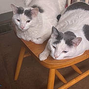 Butter And Biscuit joined the competition — help win amazing prizes! cat, cats, white_cat, gray_patches, wooden_chair, indoor, relaxed, sleepy, pet, feline, animal, fur, ears, whiskers, table_leg, book, floor, domestic, companions, resting