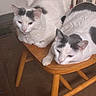 Butter And Biscuit joined the competition — help win amazing prizes! cat, animal, pet, feline, white_cat, gray_markings, chair, wooden_furniture, indoor, relaxed, sleepy, two_animals, domestic_animal, mammal, cute, resting, household, companion_animal, fur, whiskers