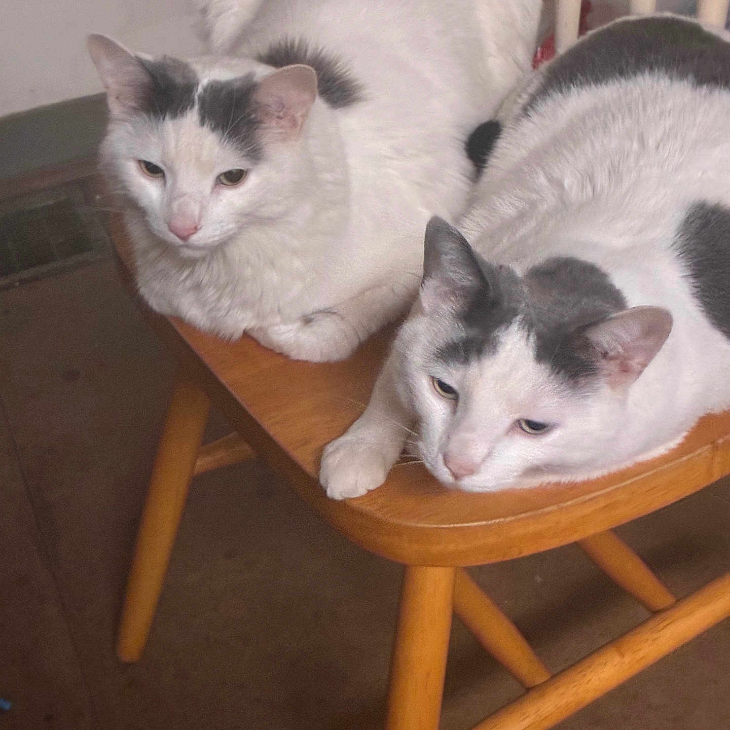 Butter And Biscuit