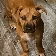 Goldie is registered to the contest to win money with this photo: animal, brown_dog, canine, companion, curious, cute, dog, domestic_animal, ears, floor, friendly, fur, indoor, looking, muzzle, paws, pet, portrait, standing, wooden_floor