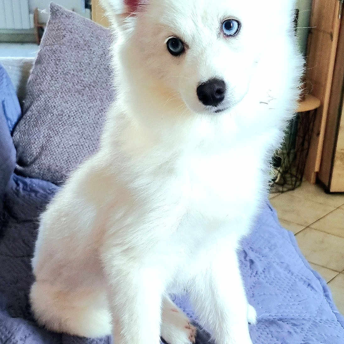 Volt participe au concours pour gagner de l'argent avec cette photo : animal, canine, dog, eskimodog, husky, pet, puppy, whitedog