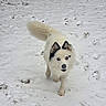 Kiera participe au concours pour gagner de l'argent avec cette photo : alert, animal, black_markings, canine, cold, daytime, dog, fluffy, friendly, fur, mammal, nature, outdoor, paw_prints, pet, playful, snow, walking, white_fur, winter