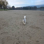 Kiera participe au concours pour gagner de l'argent avec cette photo : animal, beach, canine, clouds, daytime, dog, grass, hill, landscape, nature, open_space, outdoor, paw_prints, playful, running, sand, sky, tire_tracks, trees, white_dog