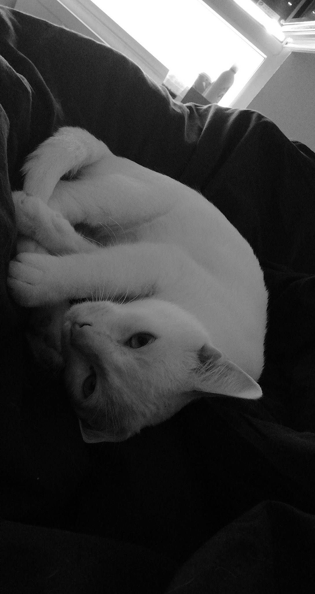 Capi a rejoint le concours — aidez-le/la à gagner de superbes lots ! black_and_white, canidae, carnivore, dog, dog_breed, monochrome, monochrome_photography, nap, non_sporting_group, nose, puppy, sleep, snout, style, white