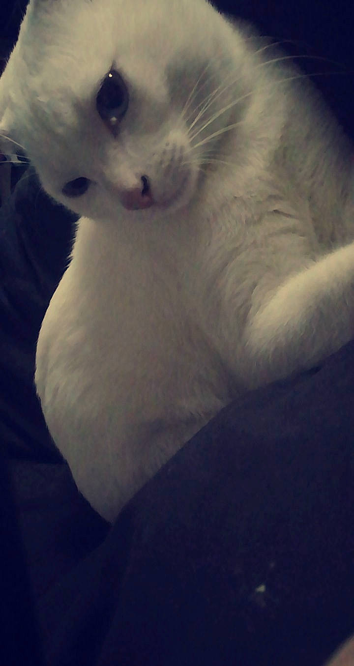 Capi a rejoint le concours — aidez-le/la à gagner de superbes lots ! carnivore, cat, cloud, felidae, fur, meteorological_phenomenon, nose, sky, small_to_medium_sized_cats, snout, tail, turkish_angora, whiskers