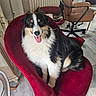 dog, border_collie, pet, animal, fluffy, tricolor, black_and_white, brown_markings, tongue_out, sitting, chair, red_chair, indoors, home, office, floor, furniture, portrait, looking_at_camera, happy