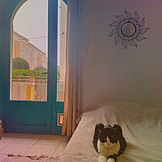 Ayla participe au concours pour gagner de l'argent avec cette photo : bed, black_and_white_cat, blanket, blue_door, cat, cozy, curtains, door, furniture, glass_door, indoor, mirror, outdoor_view, pet, plant_pot, relaxed, room, rug, sun_shaped_mirror, tile_floor