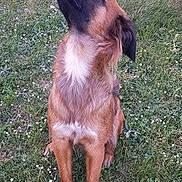 Laïka a rejoint le concours — aidez-le/la à gagner de superbes lots ! animal, backyard, black_fur, brown_fur, daylight, dog, dramatic_pose, floppy_ears, garden, grass, lawn, long_snout, looking_up, nature, outdoor, pet, portrait, profile, sitting, white_chest