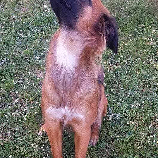 Laïka