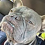accessories, animal, belt, bodypart, boxer, bulldog, canine, car, cushion, dog, frenchbulldog, headrest, homedecor, mouth, person, pet, pitbull, puppy, sleeping, snout