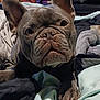 animal, blanket, boxer, bulldog, canine, dog, frenchbulldog, person, pet, pitbull, puppy, quilt, sleeping, snout