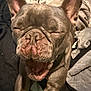 animal, boxer, bulldog, canine, dog, frenchbulldog, person, pet, pitbull, puppy, sleeping