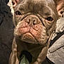 animal, boxer, bulldog, canine, dog, face, frenchbulldog, head, person, pet, pig, pitbull, puppy, snout