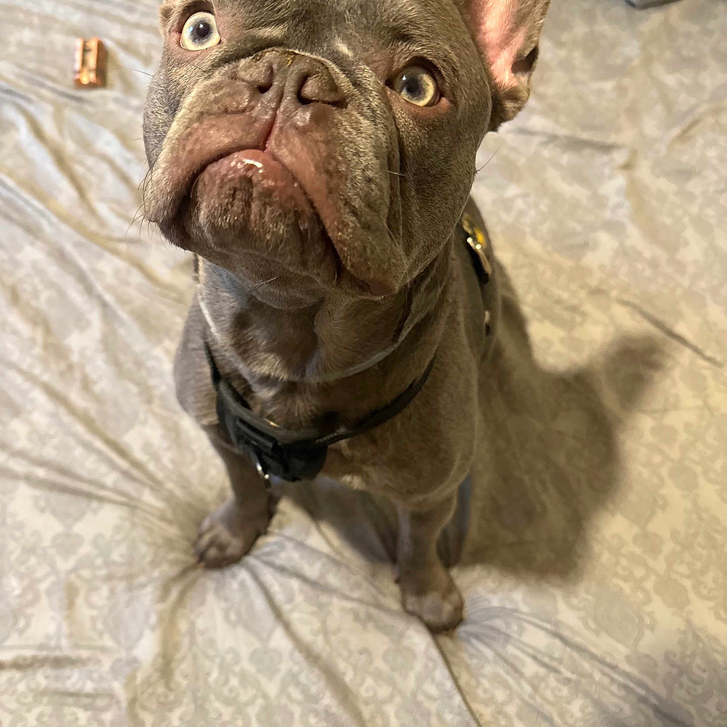 Stan Lee Colonna joined the competition — help win amazing prizes! animal, boxer, bulldog, canine, dog, frenchbulldog, pet, pitbull, puppy, snout