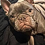 animal, boxer, bulldog, canine, dog, frenchbulldog, person, pet, pitbull, puppy, sleeping, whitedog