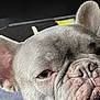 advertisement, animal, bostonbull, boxer, bulldog, canine, dog, face, frenchbulldog, head, number, person, pet, pitbull, poster, puppy, snout, symbol, text, whitedog