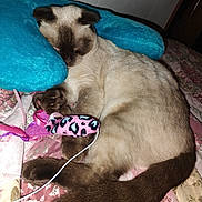 Santana joined the competition — help win amazing prizes! cat, siamese_cat, sleeping, toy_mouse, plush_pillow, blue_pillow, quilt, floral_pattern, bed, indoor, pet, animal, feline, paw, tail, resting, cute, cozy, soft, pink