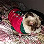Santana is registered to the contest to win money with this photo: cat, siamese_cat, pet, animal, sweater, clothing, bed, blanket, floral_pattern, indoor, feline, fur, cute, domestic_animal, cozy, red, green, knitwear, sleeping_area, flash