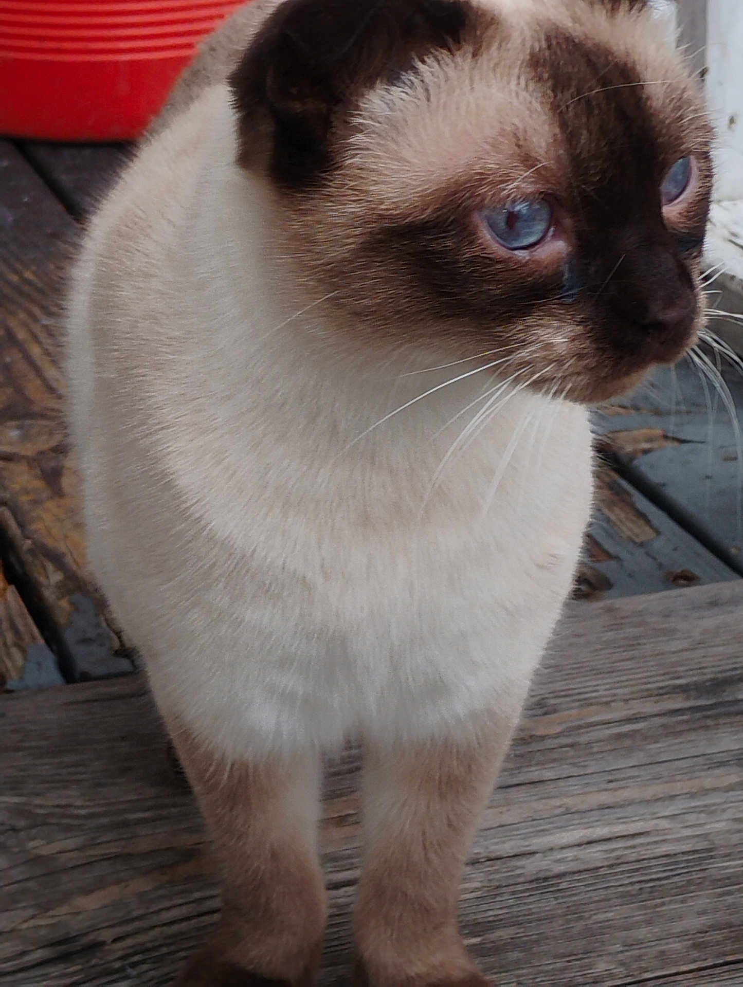 Santana is registered to the contest to win money with this photo: cat, siamese_cat, blue_eyes, fur, whiskers, outdoor, wooden_floor, close_up, animal, pet, looking_away, ears, legs, standing, nature, daylight, domestic_cat, mammal, feline, portrait