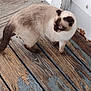 Santana joined the competition — help win amazing prizes! cat, siamese_cat, animal, pet, wooden_floor, porch, outdoor, fur, blue_eyes, standing, brown, white, rustic, texture, nature, closeup, side_view, domestic_cat, whiskers, tail