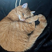 Caramel participe au concours pour gagner de l'argent avec cette photo : cat, orange_cat, tabby, pet, sleepy, curled_up, feline, fur, whiskers, tail, paw, resting, domestic_animal, cute, animal, cozy, indoor, black_background, soft, relaxed