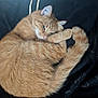cat, orange_cat, tabby, pet, sleepy, curled_up, feline, fur, whiskers, tail, paw, resting, domestic_animal, cute, animal, cozy, indoor, black_background, soft, relaxed