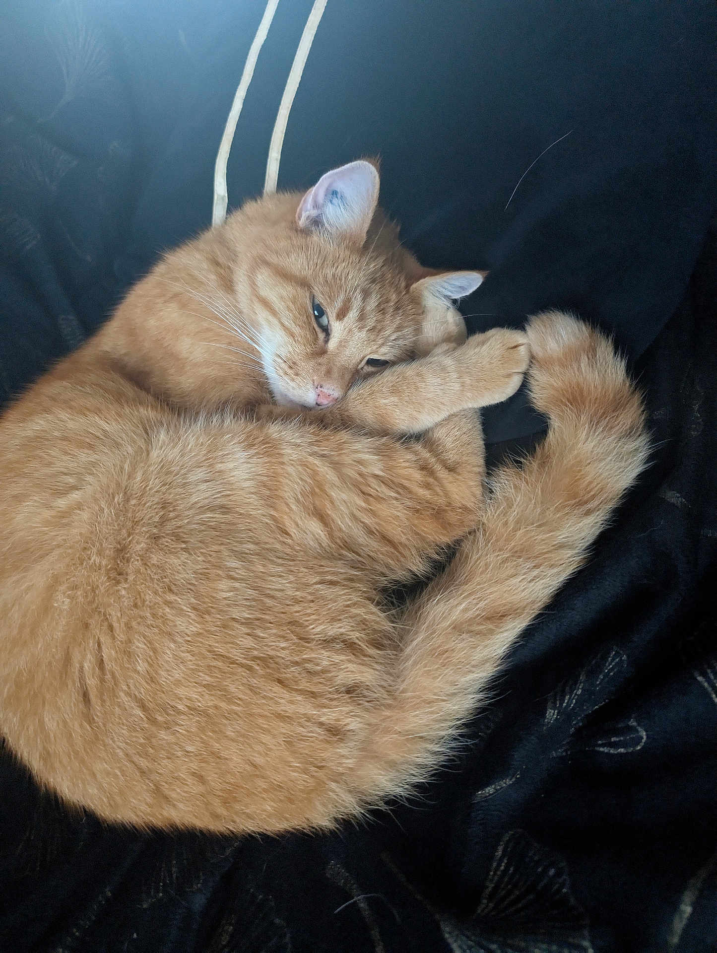 Caramel participe au concours pour gagner de l'argent avec cette photo : cat, orange_cat, tabby, pet, sleepy, curled_up, feline, fur, whiskers, tail, paw, resting, domestic_animal, cute, animal, cozy, indoor, black_background, soft, relaxed