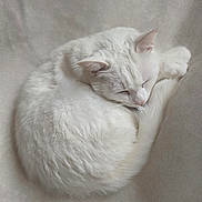 Nougat a rejoint le concours — aidez-le/la à gagner de superbes lots ! cat, white_cat, sleeping, curled_up, fluffy, pet, animal, fur, cozy, resting, cute, domestic_cat, soft_texture, peaceful, indoor, quiet, relaxed, mammal, whiskers, ears