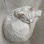 cat, white_cat, sleeping, curled_up, fluffy, pet, animal, fur, cozy, resting, cute, domestic_cat, soft_texture, peaceful, indoor, quiet, relaxed, mammal, whiskers, ears