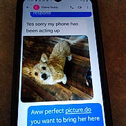 Miss Teddy is registered to the contest to win money with this photo: blur, brown_dog, canine, chat, communication, conversation, digital, dog, ears, indoor, looking_up, message, pet, phone, screen, small_dog, smartphone, tail_wagging, text_message, wooden_floor