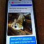 blur, brown_dog, canine, chat, communication, conversation, digital, dog, ears, indoor, looking_up, message, pet, phone, screen, small_dog, smartphone, tail_wagging, text_message, wooden_floor