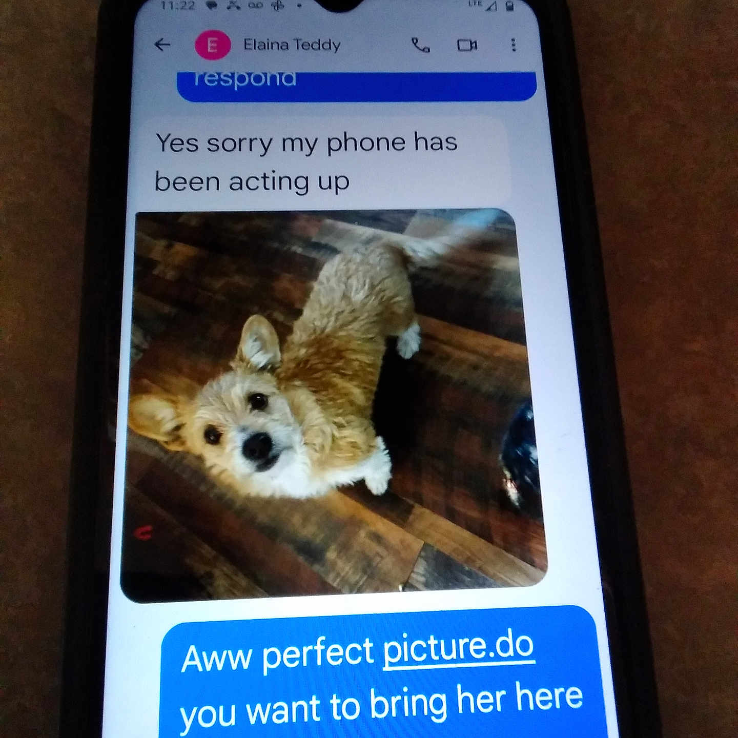 Miss Teddy is registered to the contest to win money with this photo: blur, brown_dog, canine, chat, communication, conversation, digital, dog, ears, indoor, looking_up, message, pet, phone, screen, small_dog, smartphone, tail_wagging, text_message, wooden_floor