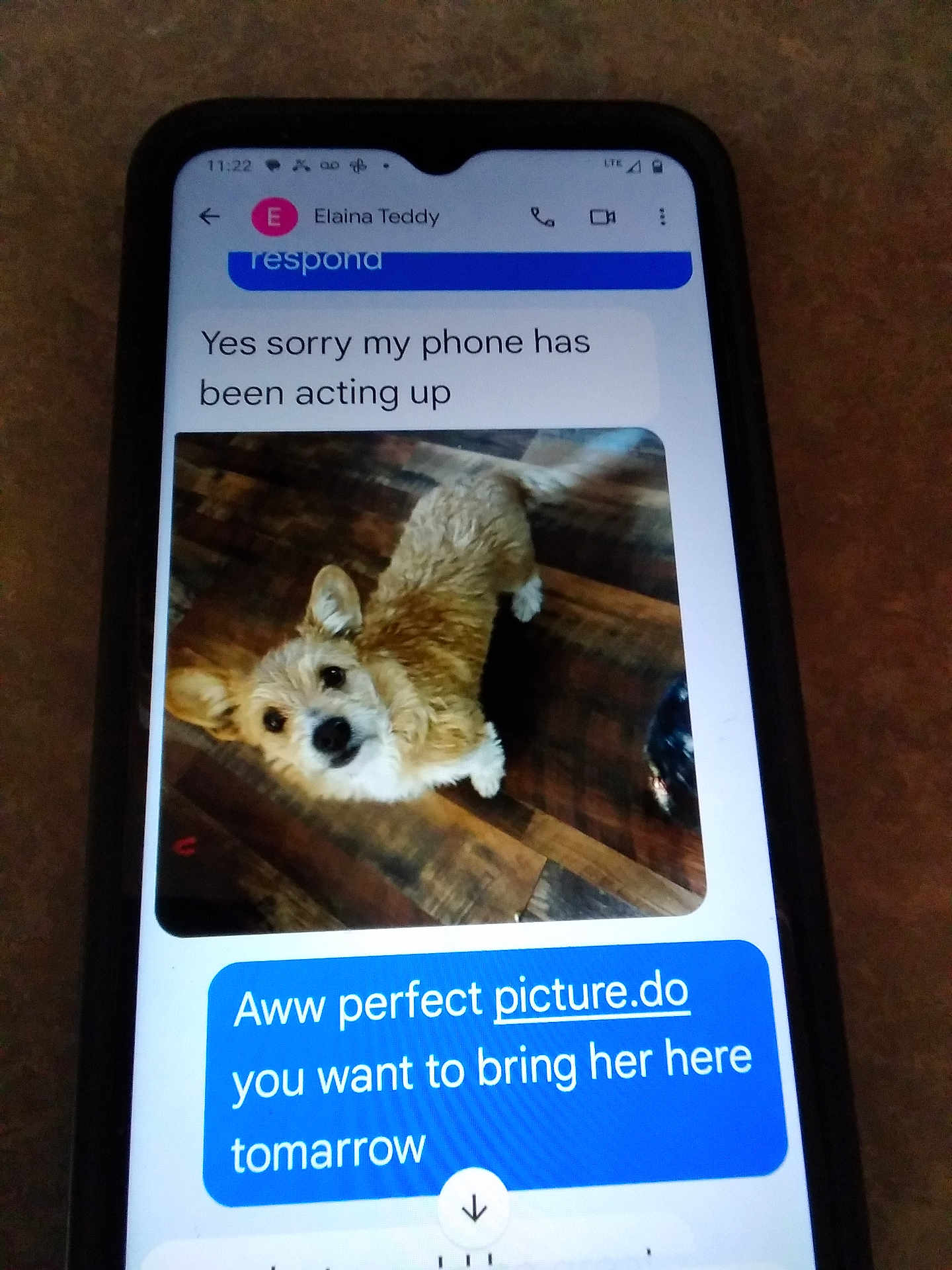 Miss Teddy is registered to the contest to win money with this photo: blur, brown_dog, canine, chat, communication, conversation, digital, dog, ears, indoor, looking_up, message, pet, phone, screen, small_dog, smartphone, tail_wagging, text_message, wooden_floor