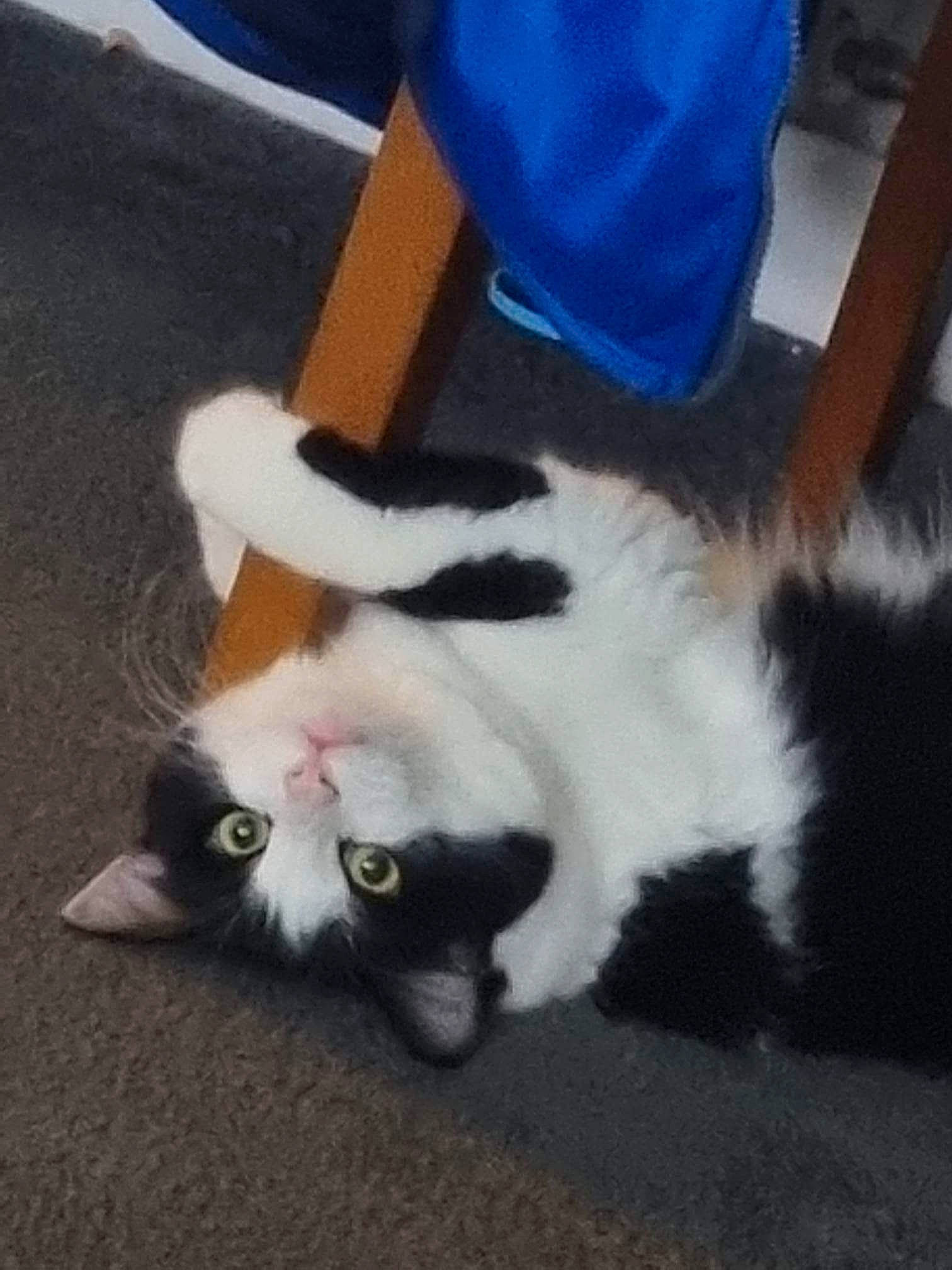 Mia joined the competition — help win amazing prizes! asphalt, canidae, carnivore, cat, claw, companion_dog, domestic_short_haired_cat, electric_blue, felidae, foot, fur, human_leg, lap, paw, plant, small_to_medium_sized_cats, snout, tail, thigh, whiskers