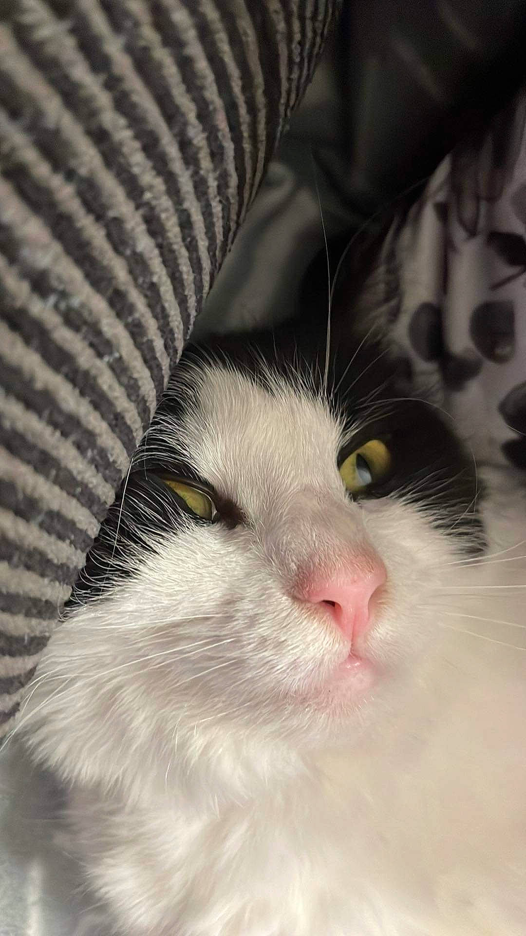 Mia is registered to the contest to win money with this photo: carnivore, cat, comfort, domestic_short_haired_cat, felidae, fur, paw, small_to_medium_sized_cats, snout, terrestrial_animal, whiskers