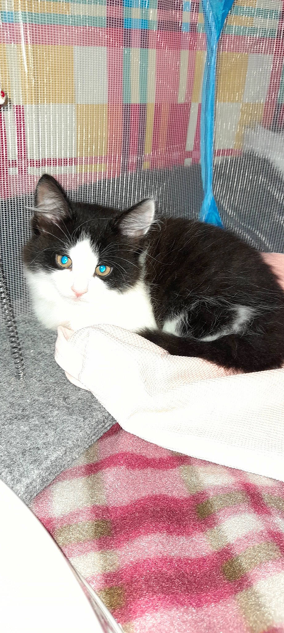 Mia is registered to the contest to win money with this photo: box, carnivore, cat, cat_supply, claw, comfort, domestic_short_haired_cat, felidae, fur, pattern, paw, pet_supply, plaid, rectangle, small_to_medium_sized_cats, snout, tail, tartan, textile, whiskers