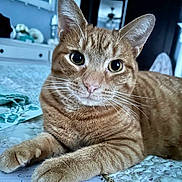 Vinny joined the competition — help win amazing prizes! cat, tabby_cat, orange_fur, stripes, pet, whiskers, paws, close_up, portrait, indoor, bed, bedding, bedroom, notebook, curious, feline, domestic, cozy, eye_contact, relaxed
