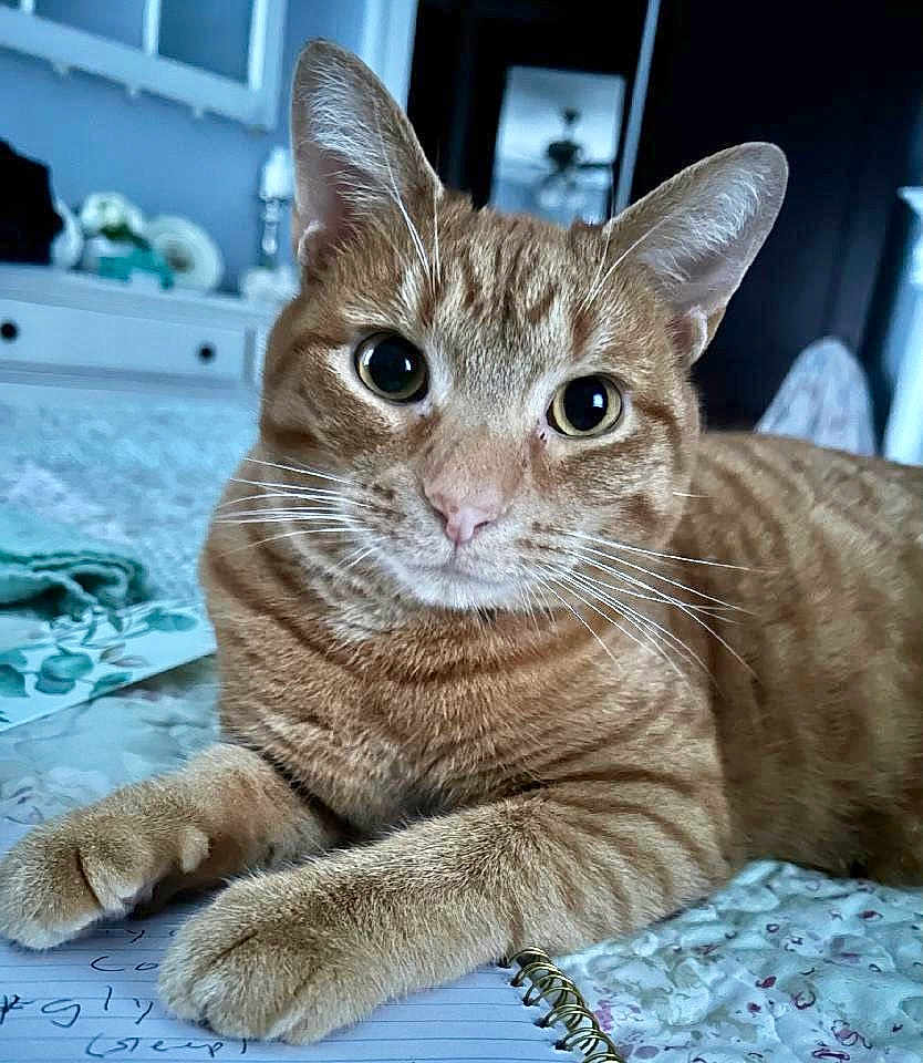 Vinny joined the competition — help win amazing prizes! cat, tabby_cat, orange_fur, stripes, pet, whiskers, paws, close_up, portrait, indoor, bed, bedding, bedroom, notebook, curious, feline, domestic, cozy, eye_contact, relaxed