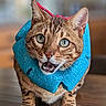 animal, blue_collar, cat, close_up, curious, cute, domestic_cat, expressive, fur, green_eyes, indoor, indoor_lighting, looking, mouth_open, pet, portrait, standing, tabby, whiskers, wooden_floor