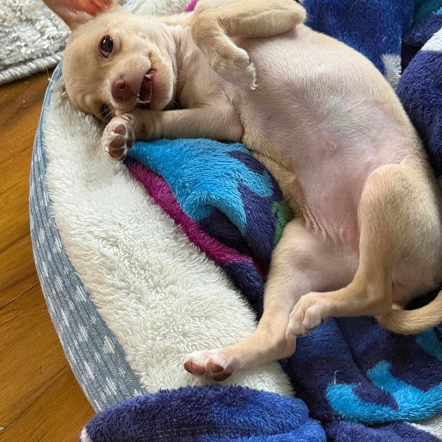 Layla is registered to the contest to win money with this photo: animal, bed, blanket, cozy, cute, dog, ears, fur, indoor, lying_down, mouth_open, paw, pet, playful, puppy, resting, small_dog, tan, wooden_floor, young