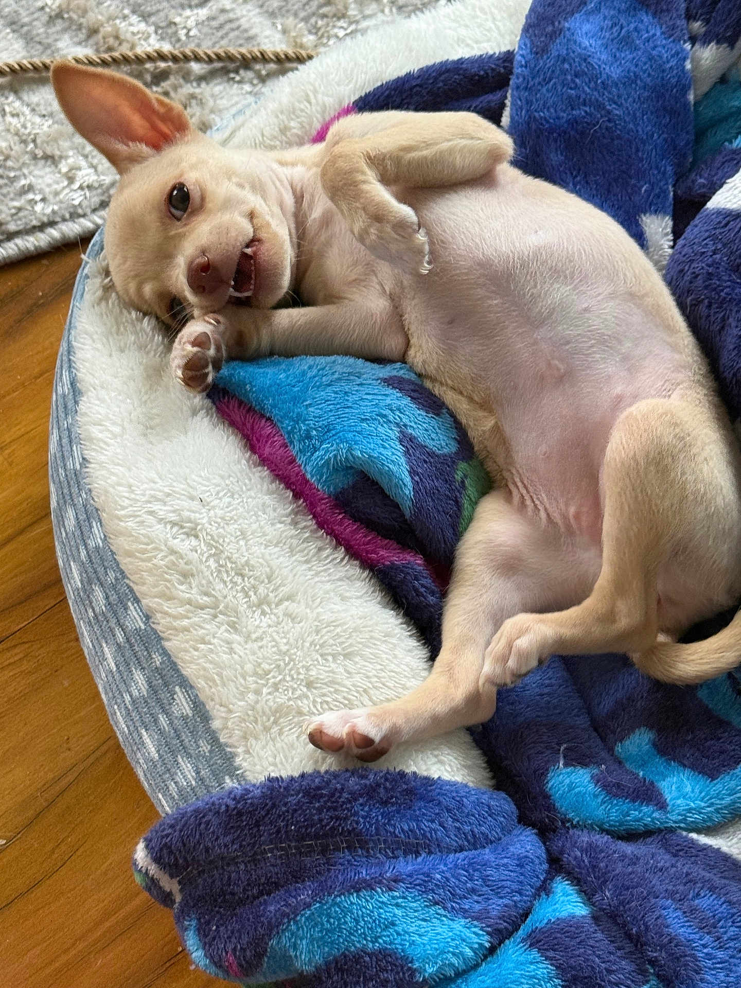 Layla is registered to the contest to win money with this photo: puppy, dog, pet, lying_down, bed, blanket, paw, mouth_open, playful, fur, ears, wooden_floor, cozy, cute, animal, indoor, resting, young, small_dog, tan